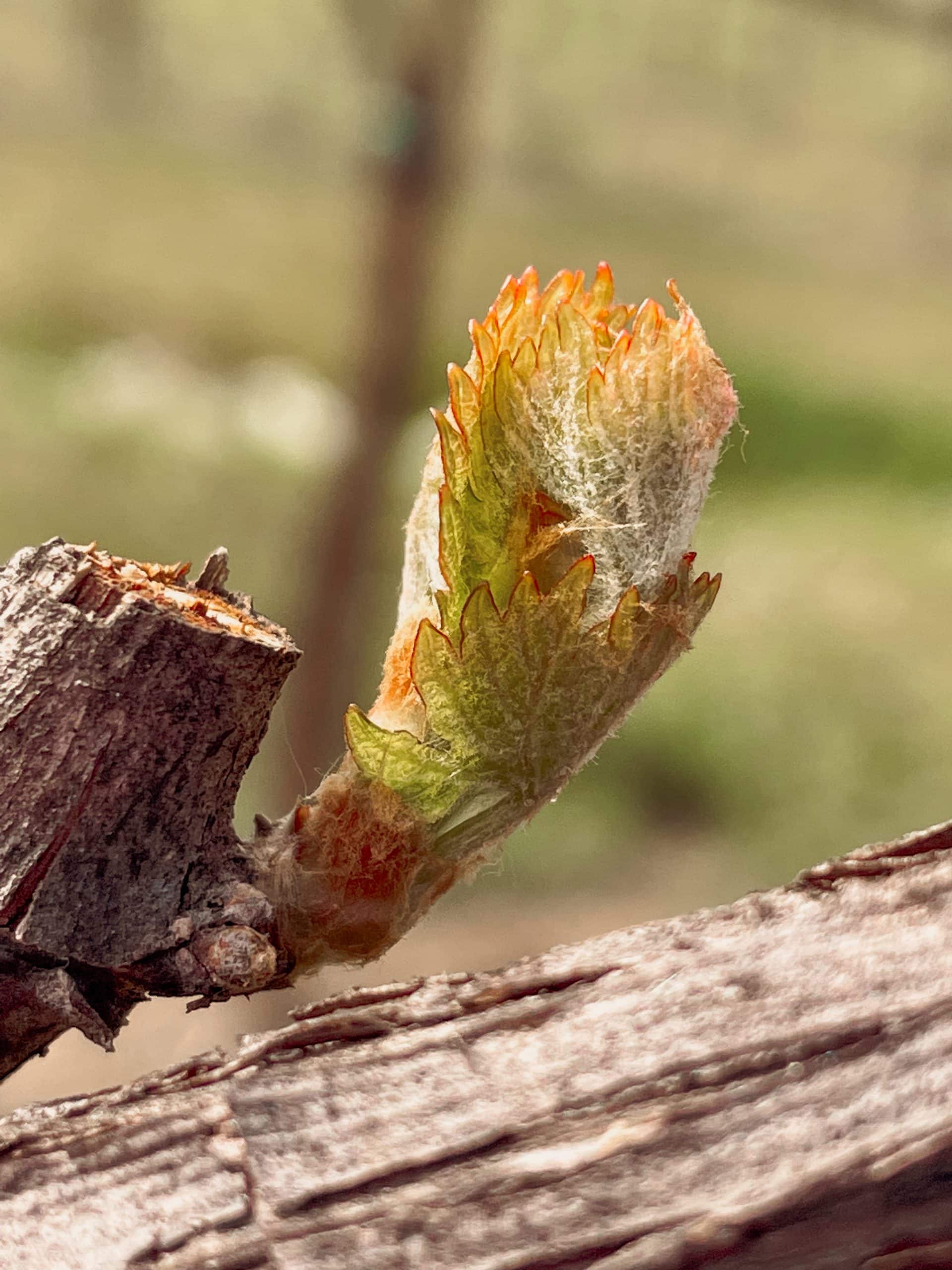 Agricoltura circolare e filiera corta