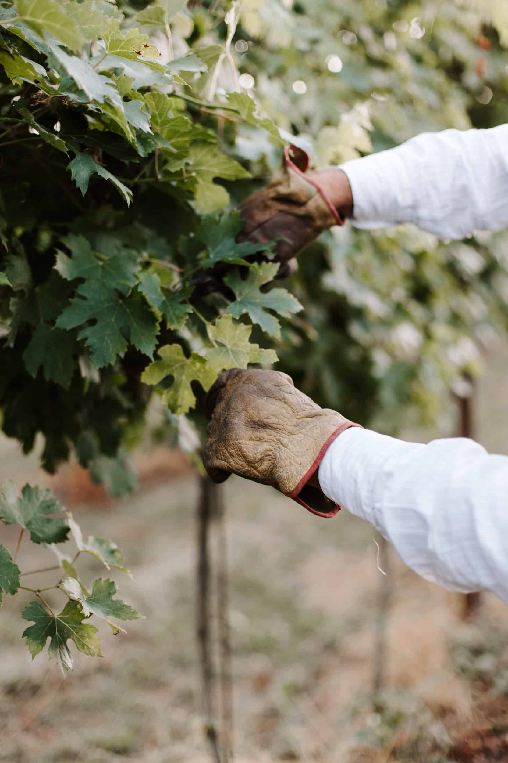 Le nostre vigne